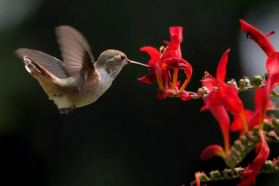 Nectar